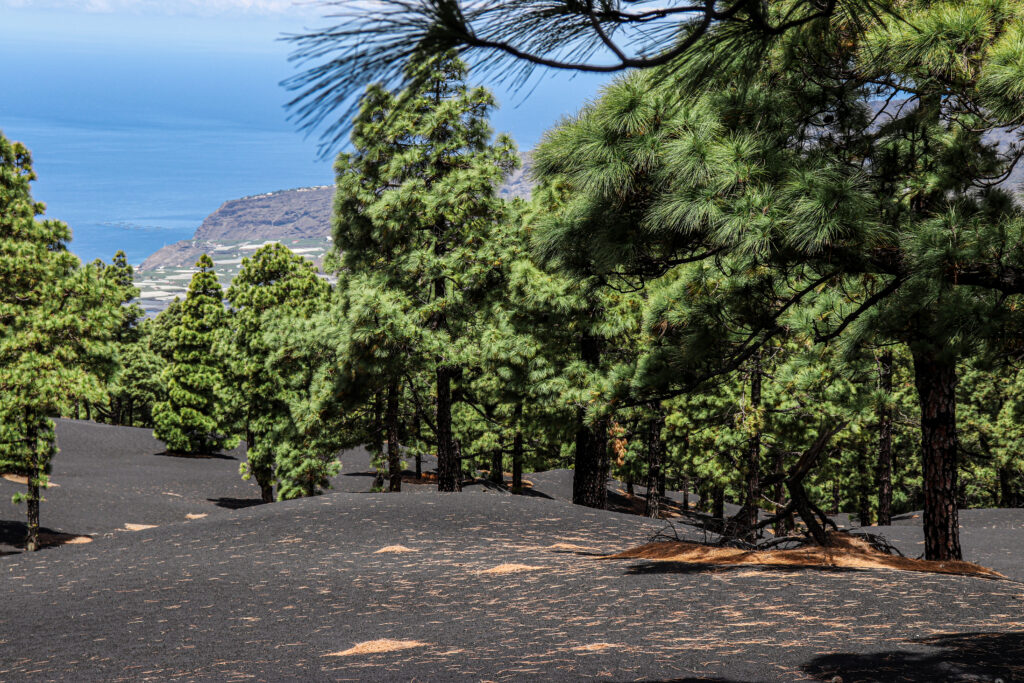 campos ceniza pinos canarios volcán tajogaite isla bonita tours